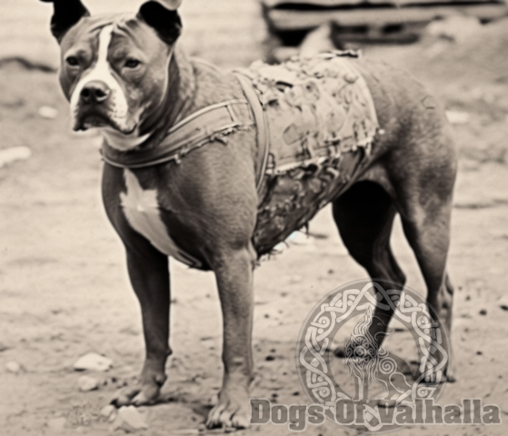 Stubby the War Hero Image by Getty